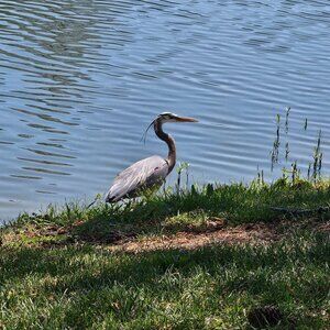 Meet your Posher, Adrian